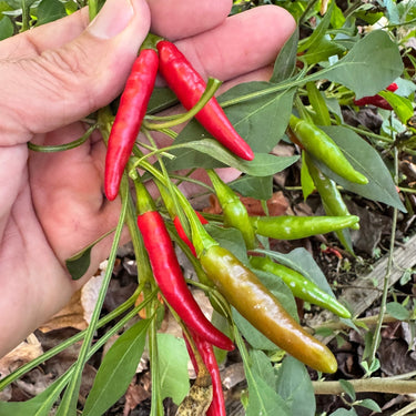 Thai Dragon - Seeds - The Pepper Pantry (Formerly Marie Sharp's)